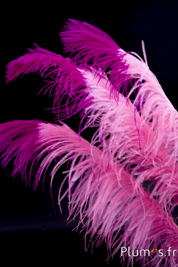 Autruche premium - 50-60 cm - rose-fuchsia